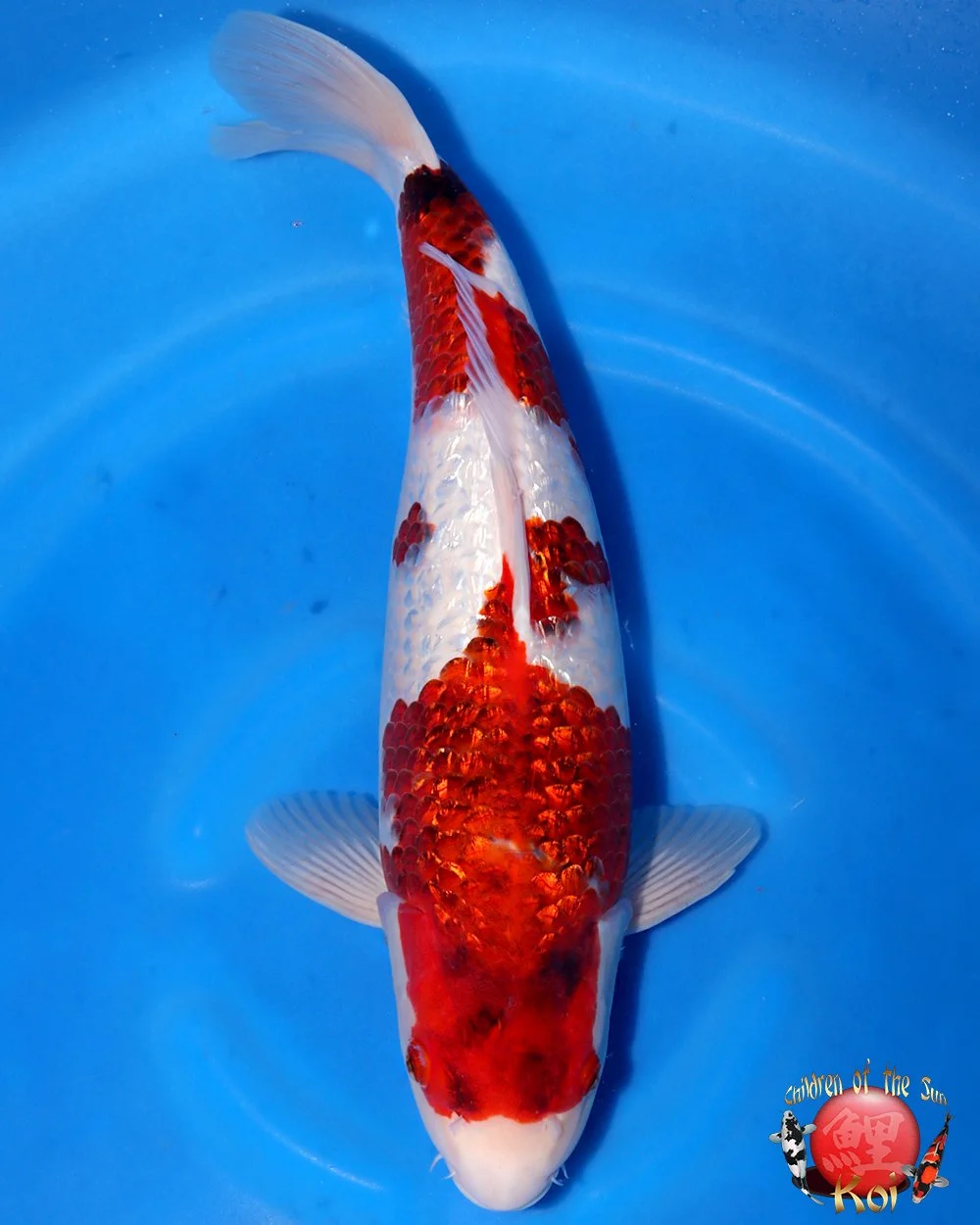 Marushin Nisai Ginrin Budo Goromo — Children of the Sun Koi